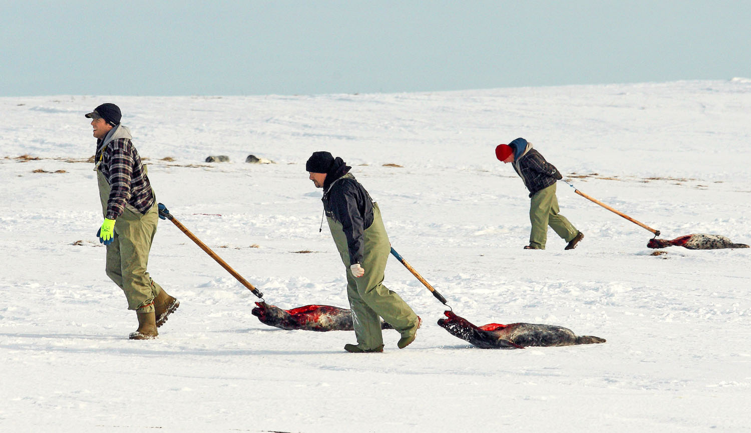 Humánusnak nevezett módszer. Kanadai halászok a vadászszezon első napján