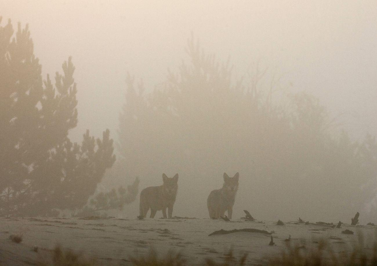 Farkasok a reggeli ködben a  sugárszennyezett zónában. A környéken hétszer annyian élnek, mint egy nemzeti parkban.