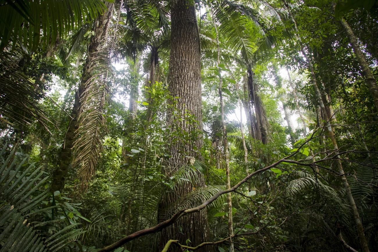 Gumifa az amazóniai erdőségben