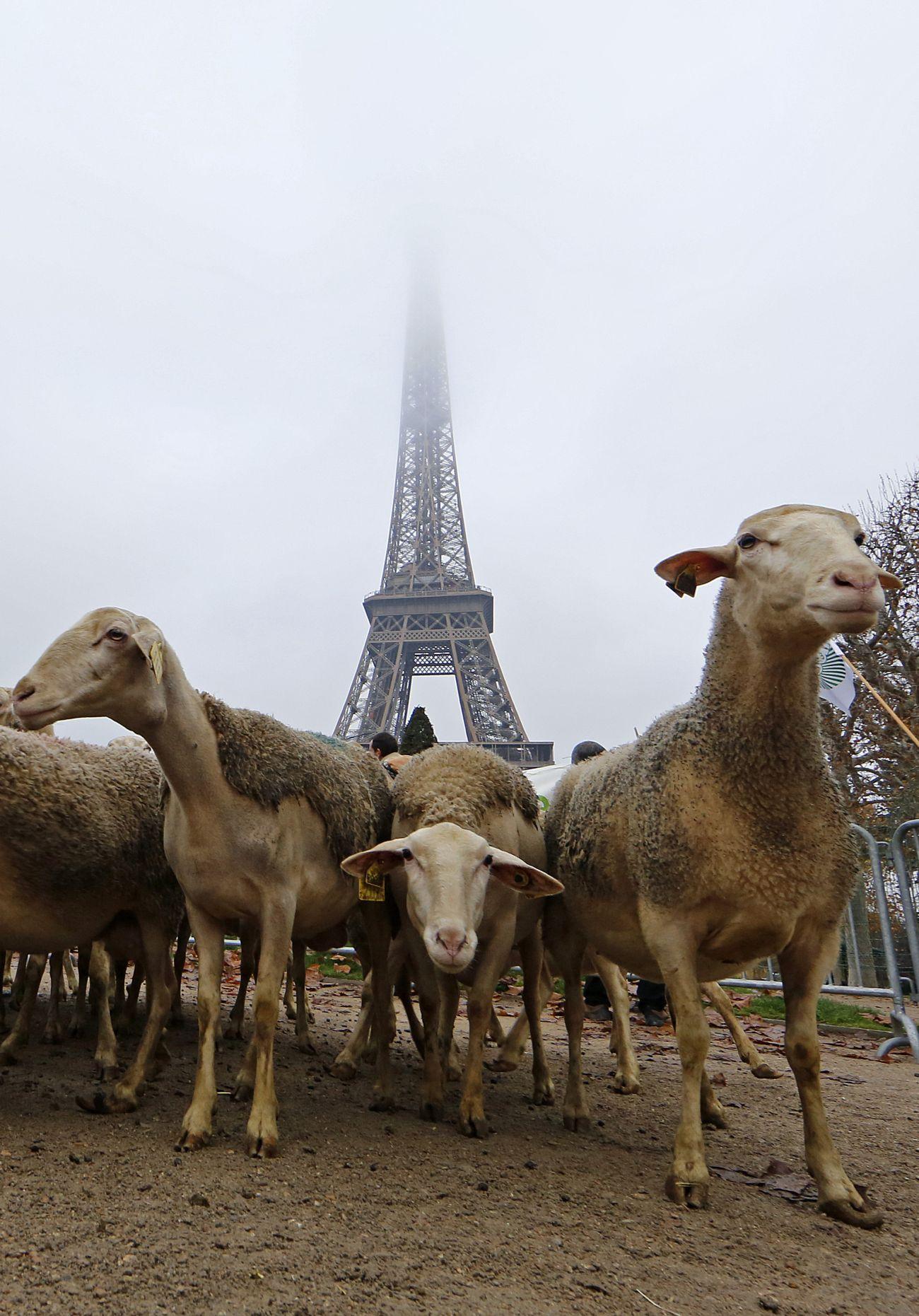 2014. novemberében Párizsban tüntettek az állattartók a farkastámadások megoldását követelve