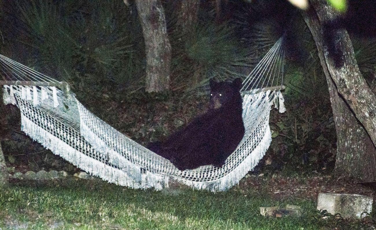 Fekete medve függőágyban a floridai Daytona Beachen
