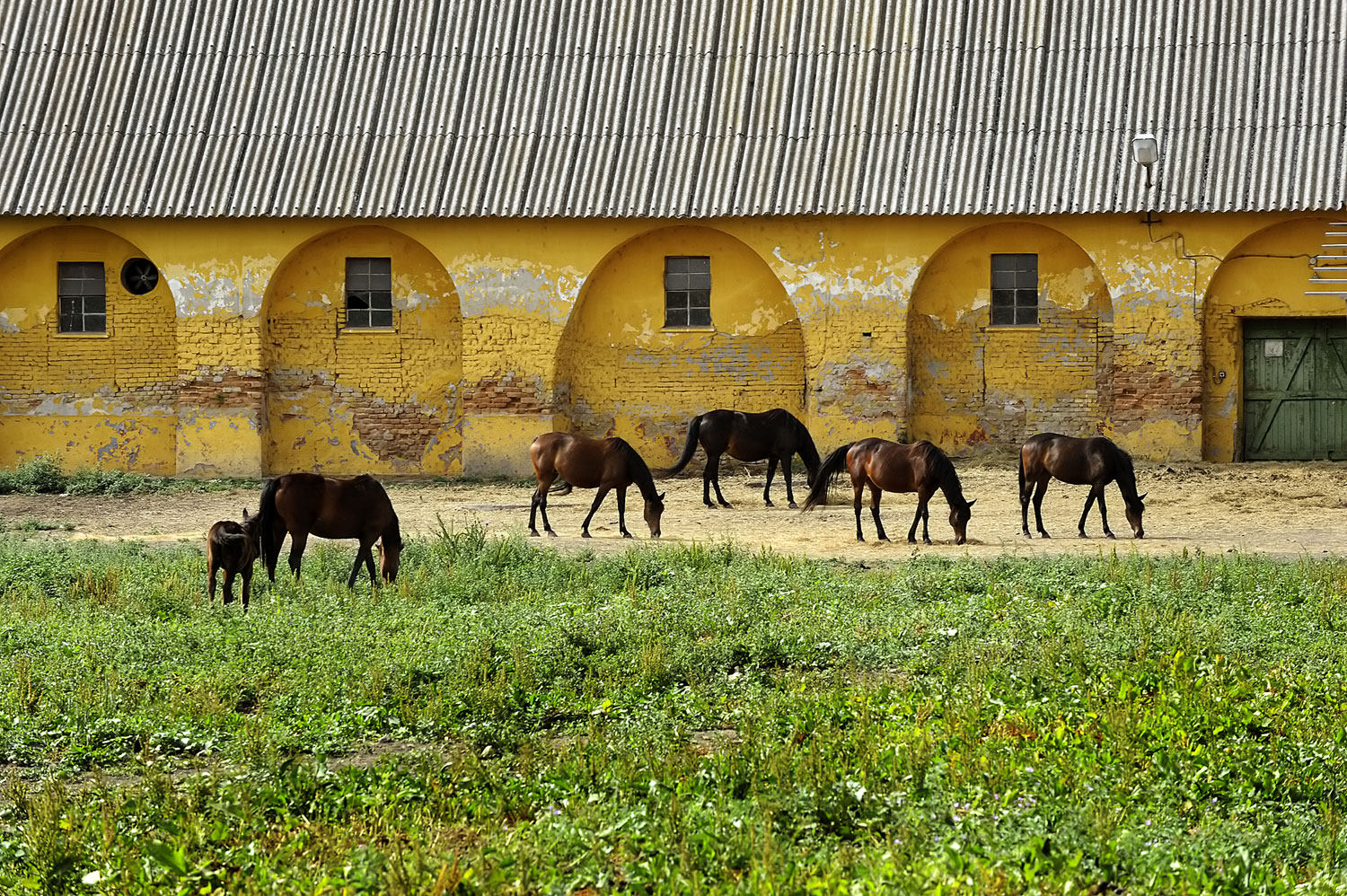 Mezőhegyesen még a lovak versenyeztetésére szolgáló pálya egy részét is elárverezik szántóföldként 