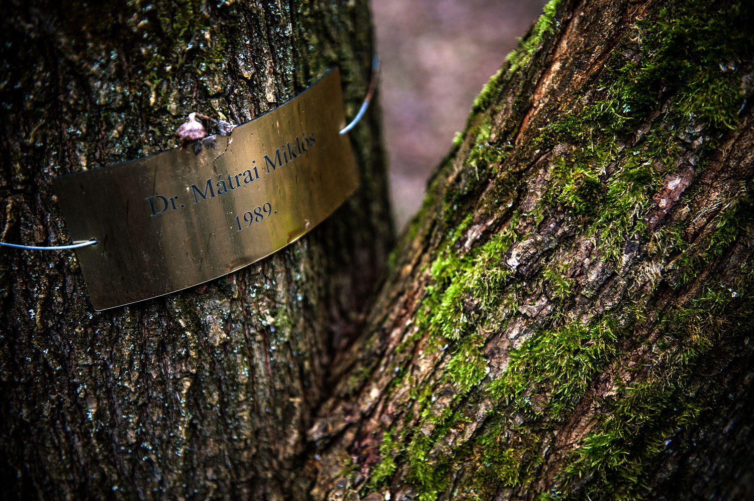 A fák egy részén apró fémtábla jelzi diszkréten a gyökereiknél nyugvó halott nevét