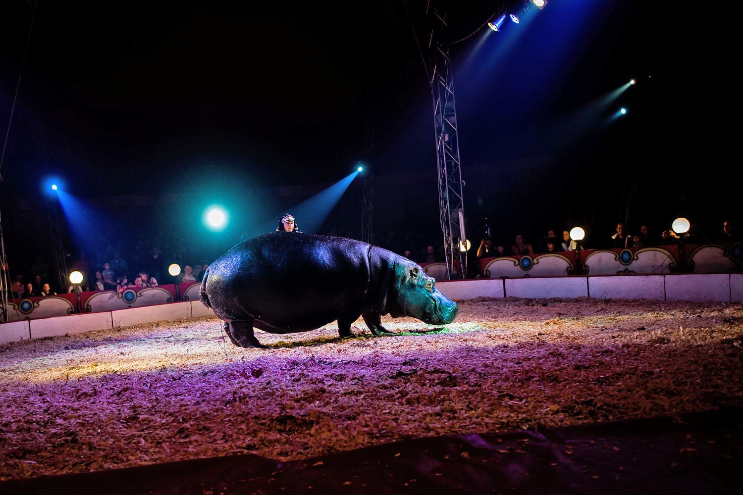 Nem ritka a jótékony előadás: az Eötvös cirkusz 2013-ban egyik előadása bevételét a cirkuszi állatok „nyugdíjasotthonának