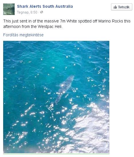 A megfigyelők becslése szerint a cápa hosszúsága elérheti a 7 métert is