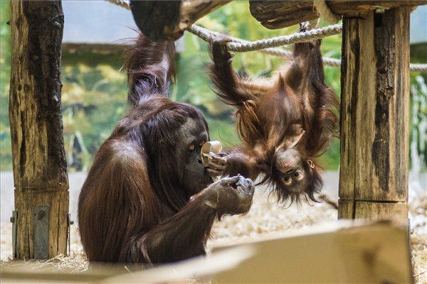 Borneói orángutánok a nyíregyházi állatkertben