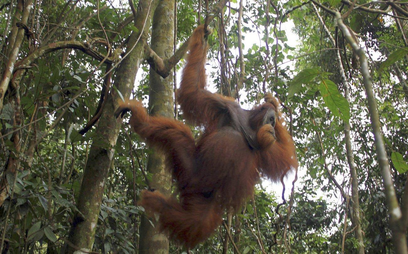 Orangután-hím Észak-Szumátra eredeiben