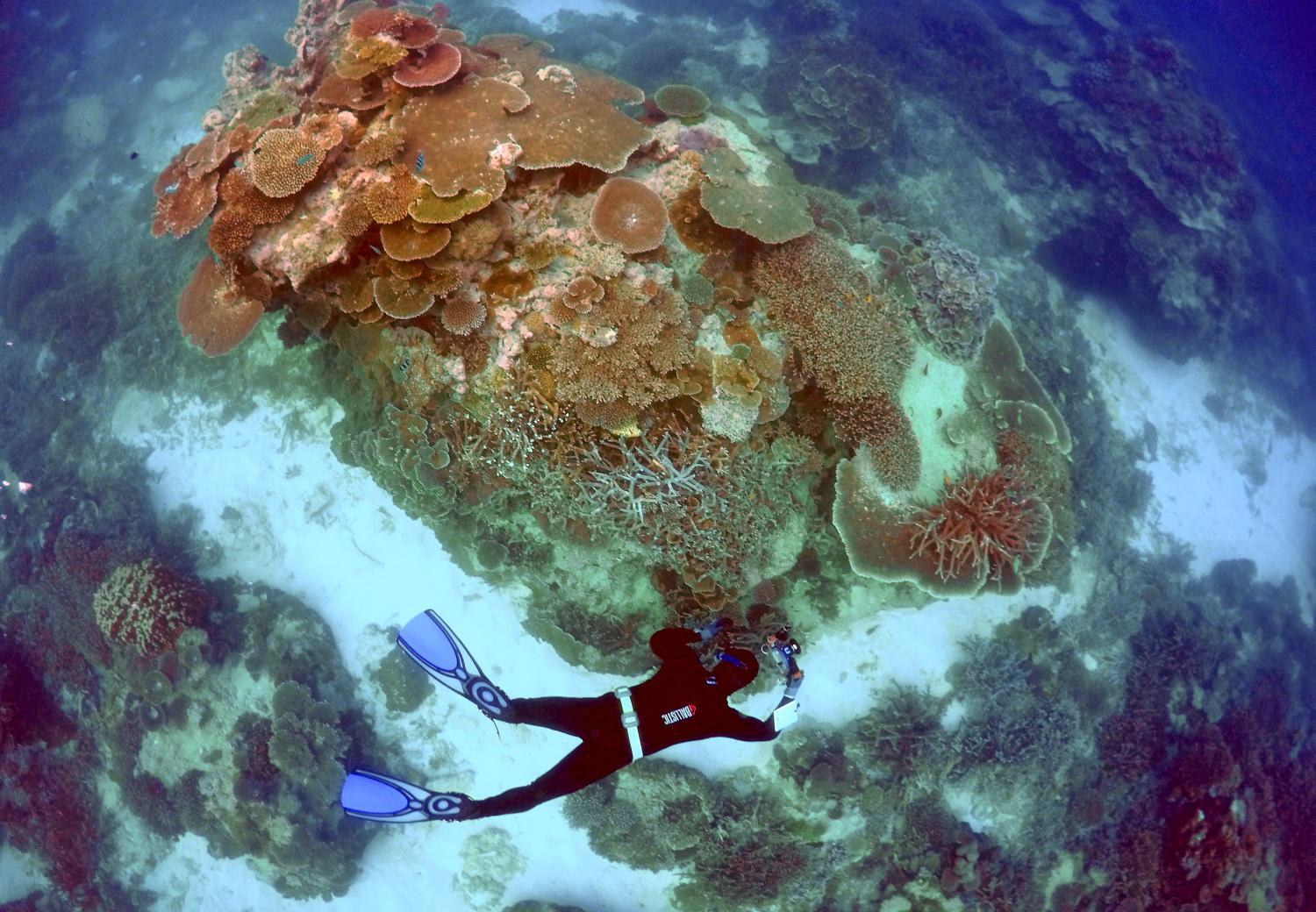 Búvár vizsgálja a Nagy Korallzátony állapotát
