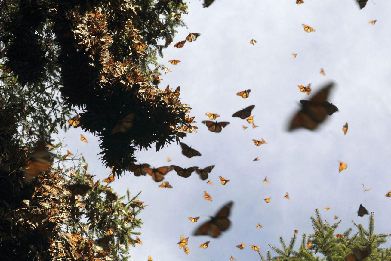 Királylepkék százai pihennek meg egy hegy oldalában található pillangószentélynél Mexikóban