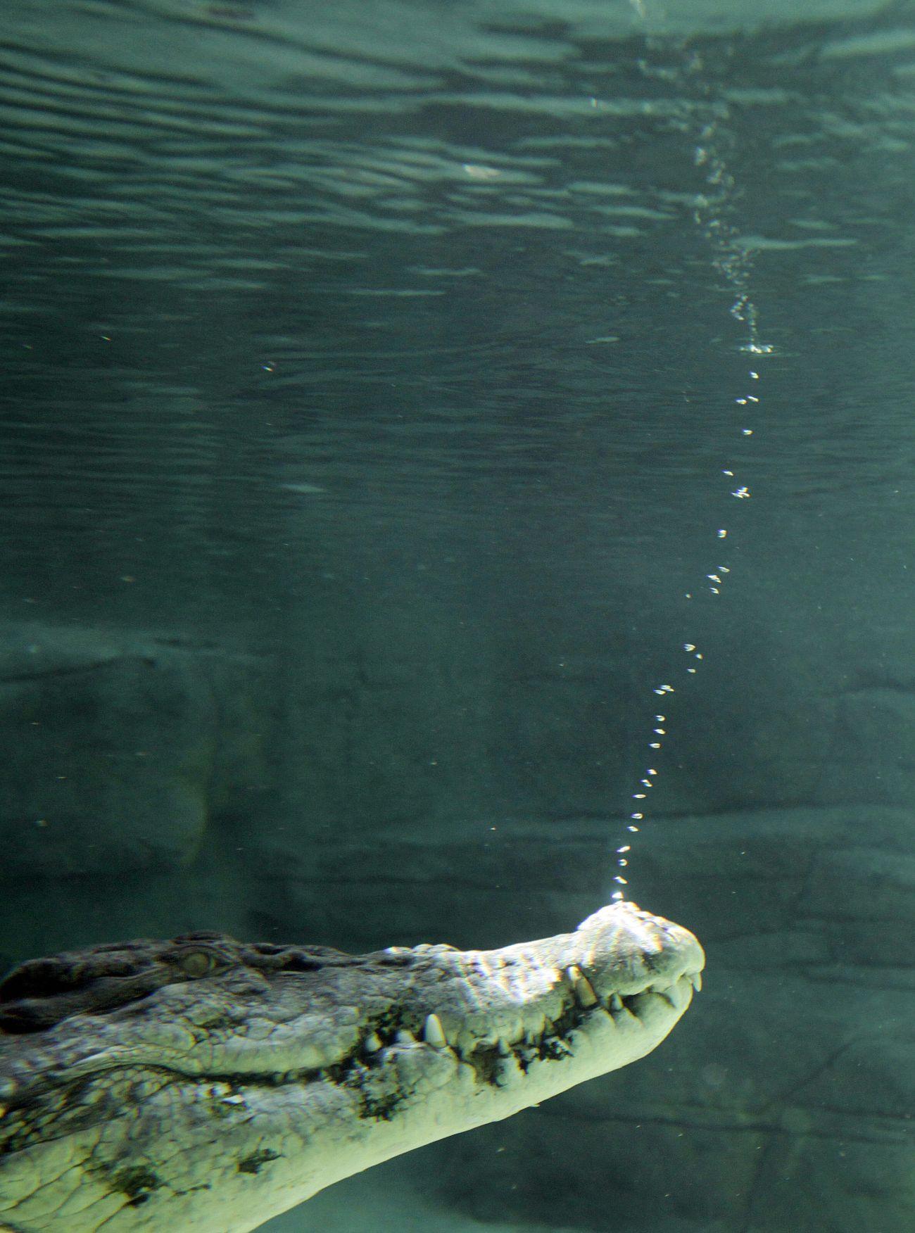 Rex, a Sydney-i akvárium öt méter hosszú, 700 kilogrammos sósvízi krokodilja