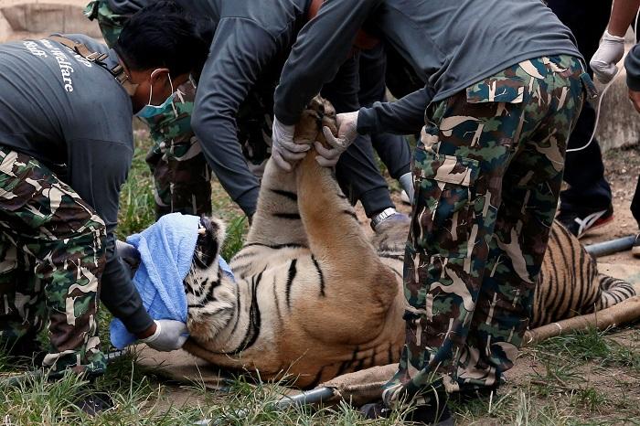 Elszállítják az illegálisan tartott tigriseket