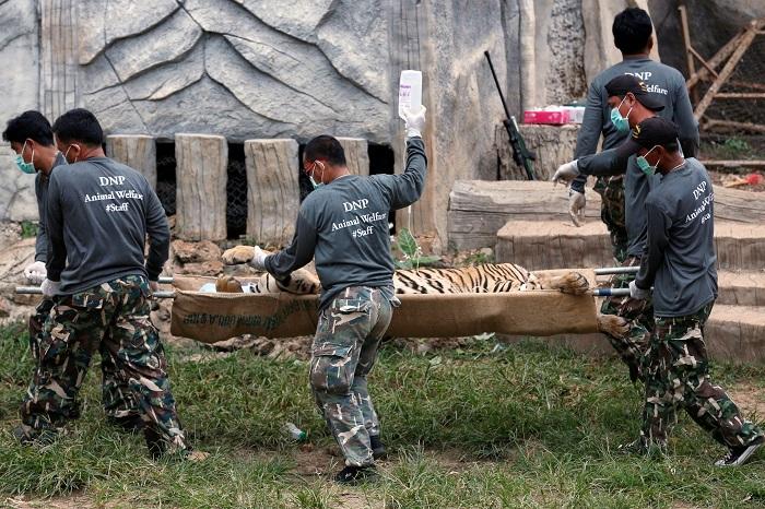 Elszállítják az illegálisan tartott tigriseket