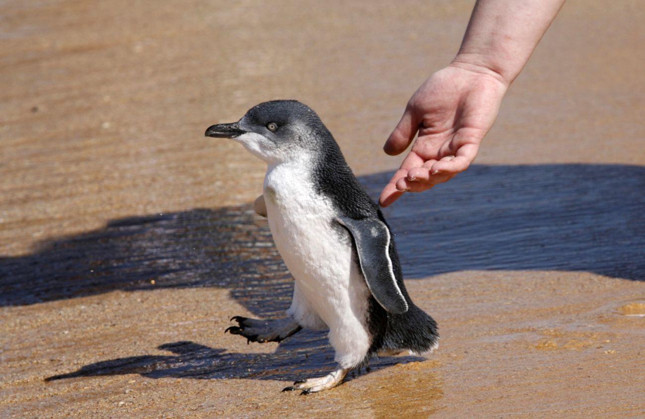 Egy egészséges lábú törpe pingvin