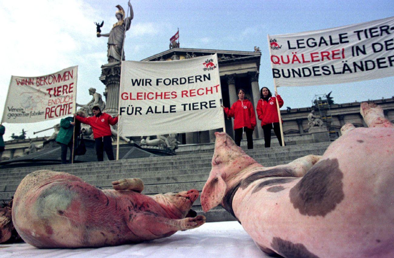 Tüntetés Bécsben a haszonállatok által elszenvedett kínzások ellen