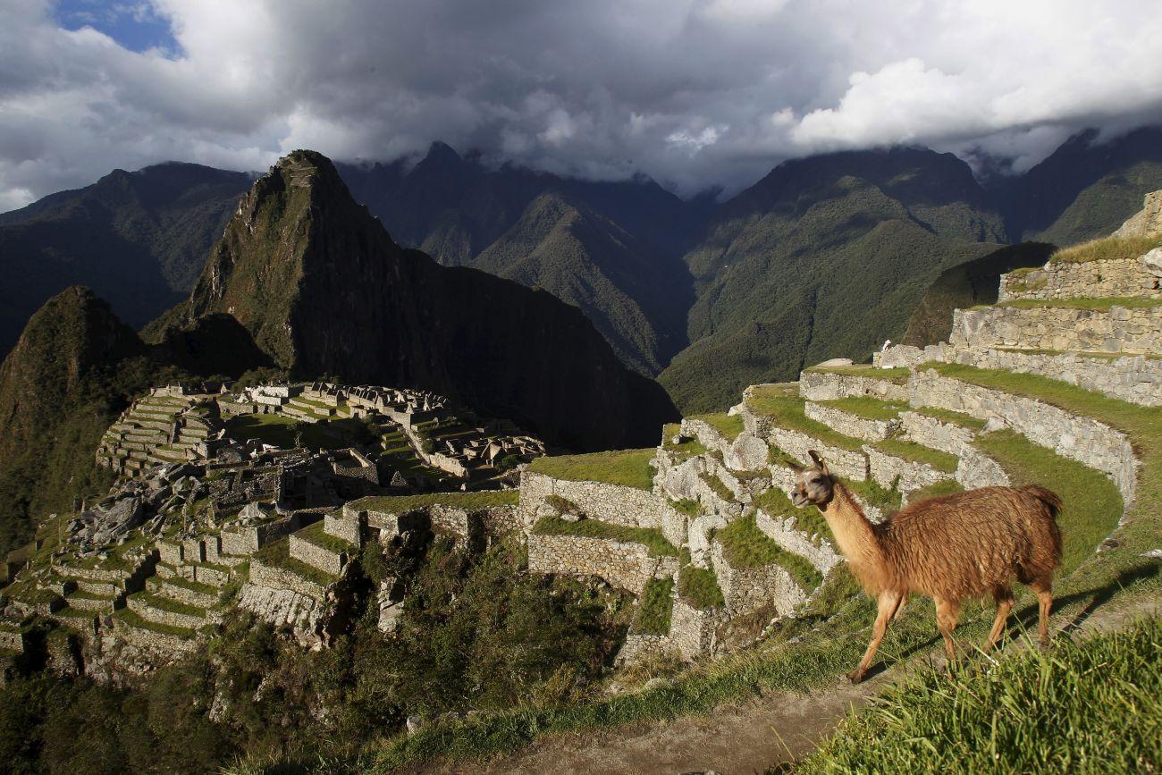 Előtérben láma, háttérben Machu Picchu inka romvárosa