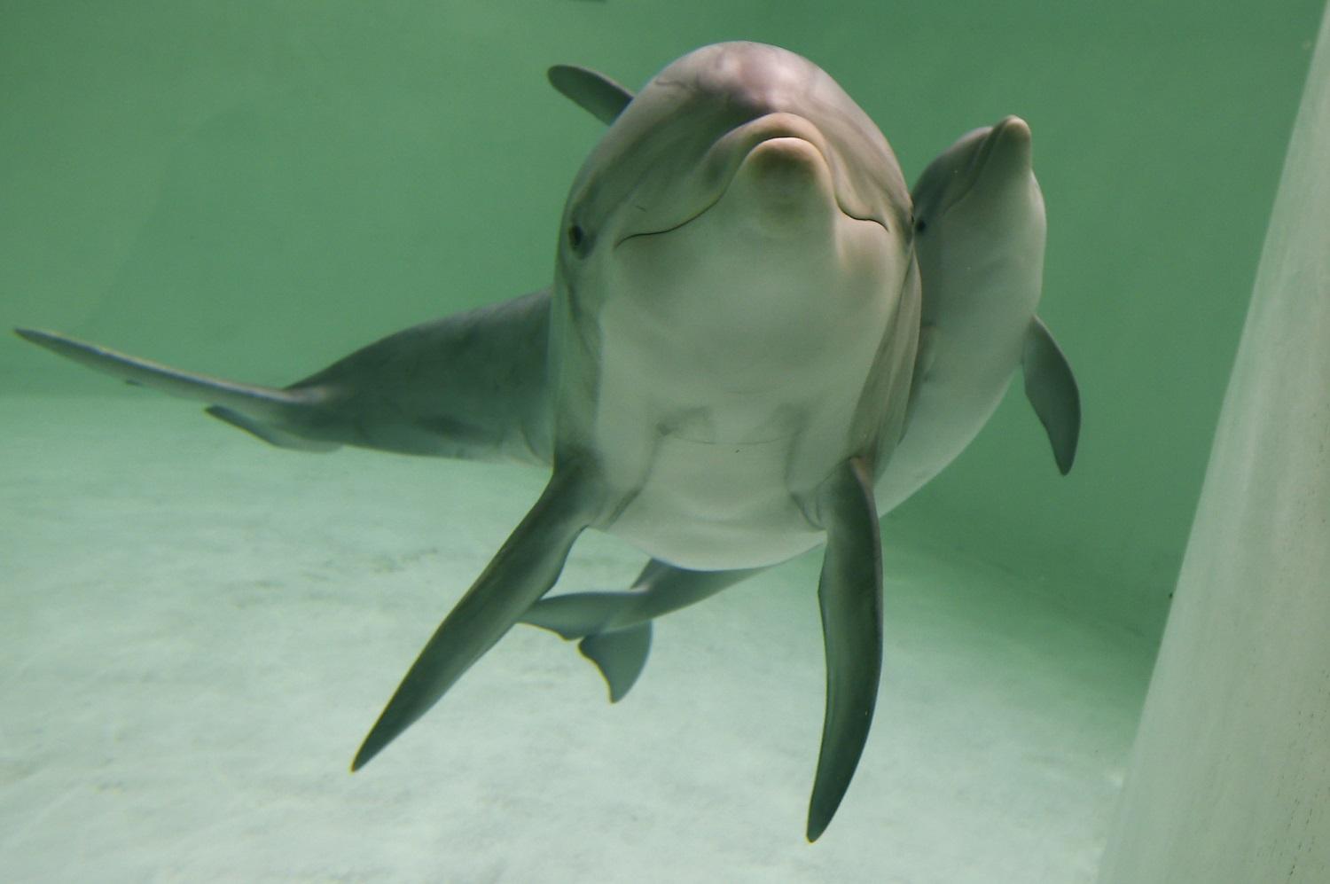 A delfinanyák már a szülés előtt elkezdenek beszélni borjaikhoz