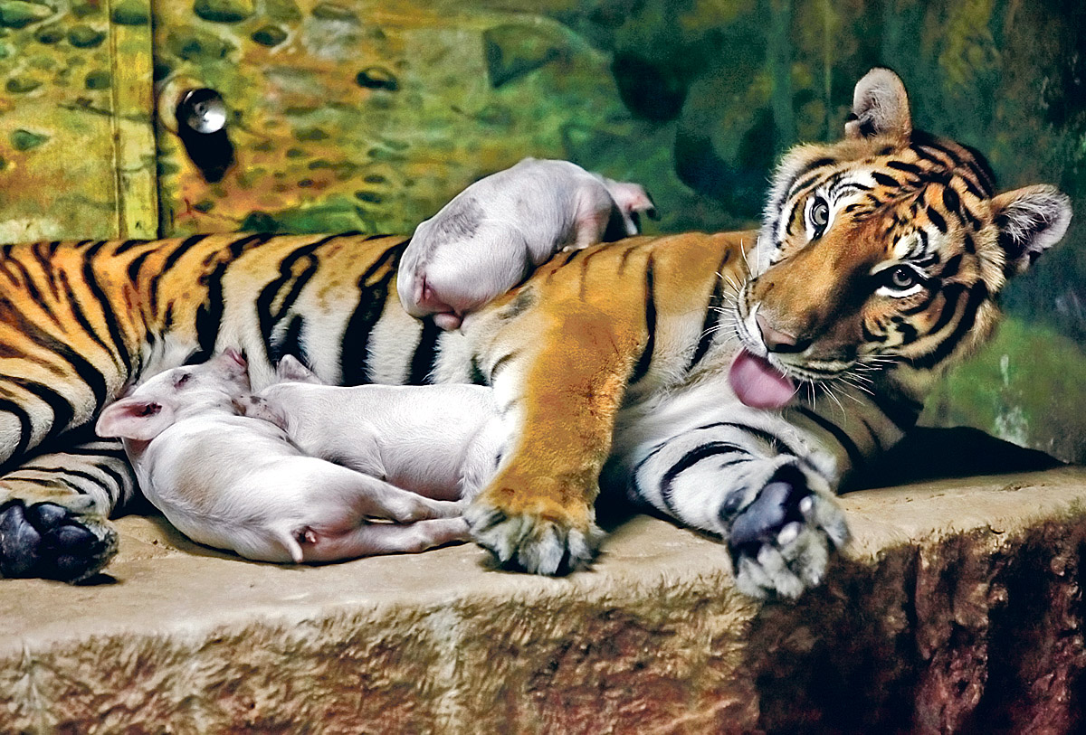 Thaiföldön tigriskölyköket bíztak vaddisznókocára, itt tigris szoptat kismalacokat – Tigrisjellemvonásokat is magukba szívnak?