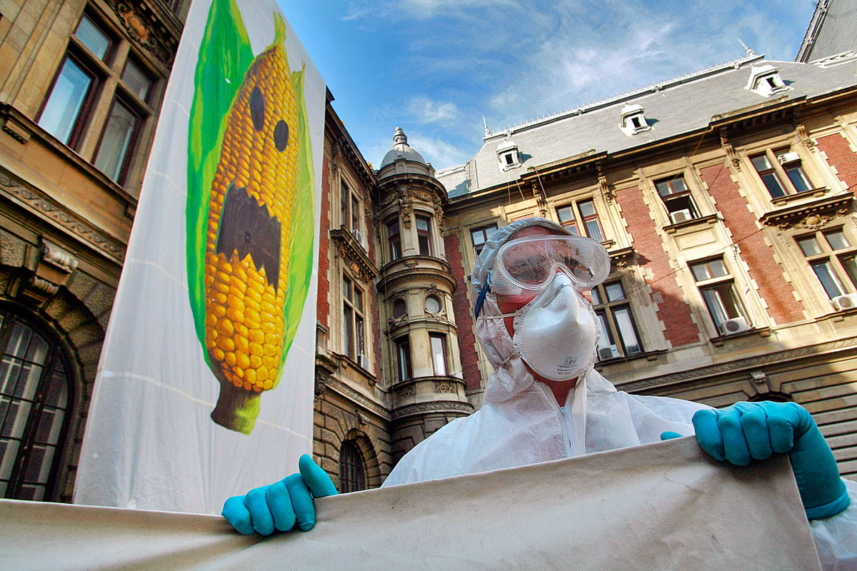 Nem a GMO-k lesznek az emberiség megmentői
