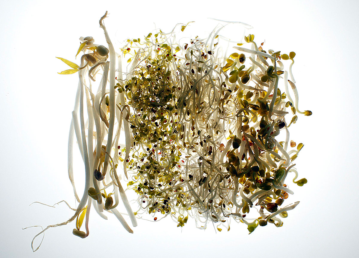 Beansprouts and salad sprouts are seen in this picture illustration taken in Berlin June 6, 2011. The managing director of a German organic farm that might be at the centre of a deadly E.coli outbreak said on Monday he was baffled that his beansprout