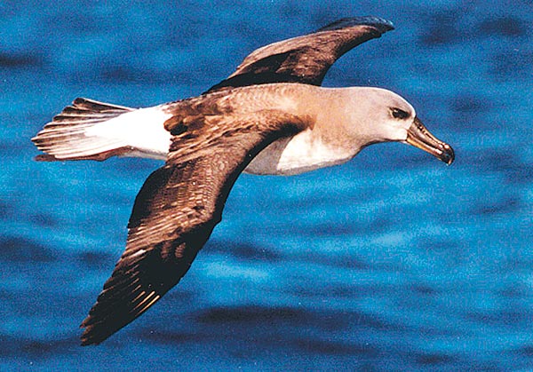 Szürkefejû albatrosz
