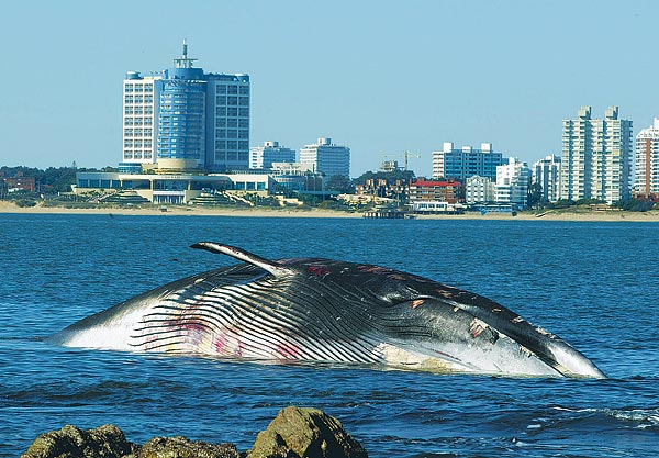 A savasodó vizekben a bálnákat is a kipusztulás fenyegeti