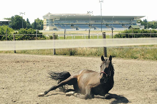 A Kincsem park pályája és új lelátója. Fogadókra várva