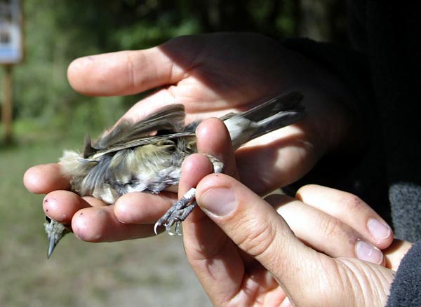 Eddig közel negyedmillió madarat gyûrûztek meg az önkéntesek közremûködésével