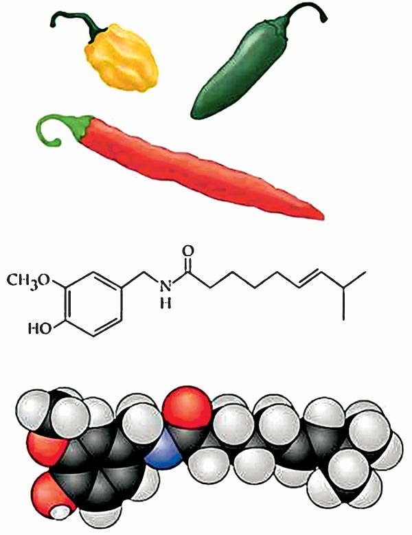 A paprika gyógyító kincse: a kapszaicin képlete és térbeli modellje