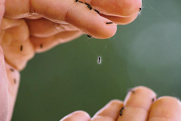 Gyapjaslepke lárvája. A szél segítségével terjednek  