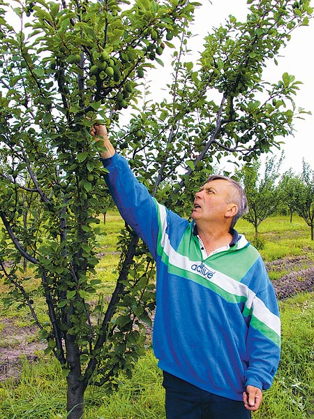 A gyümölcsös túl fiatal, csekély területtel pályázott Rádi Géza a támogatásra, viszont hetven hektár szántóval lépett be a programba   