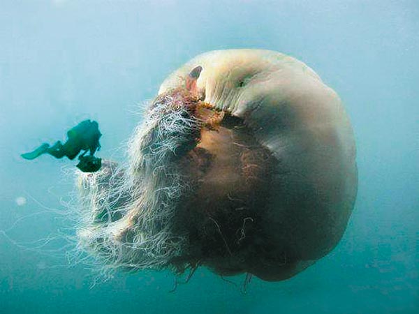 Akár kétszáz kilóra is megnövõ óriás medúzák  - bírják a gyûrõdést