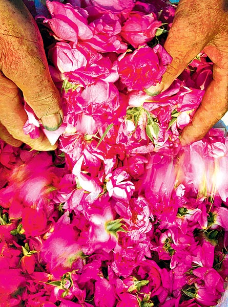 Rózsaszirom-válogatás egy bolgár rózsaolajüzemben. Lekvár is készíthetõ belõle
