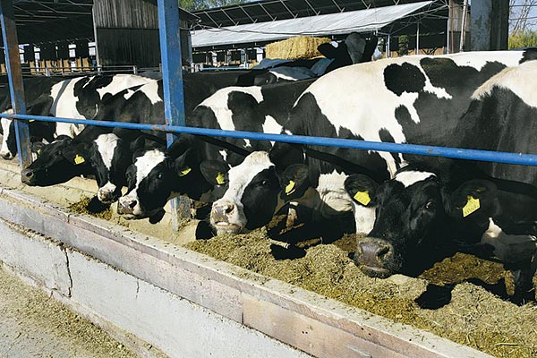 Ezerkilencszáz tehén, évi tizennégymillió liter tej  