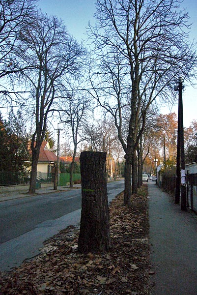 Metszik a fákat az Emõd utcában - csak a beteg fákat vágják ki