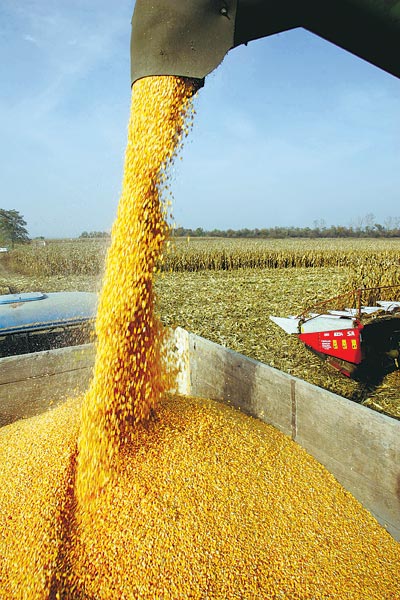 Kukoricaesõ. Bioalkoholgyárak foghatják fel a felesleget