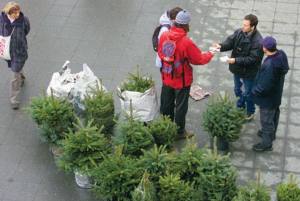 Környezetbarát a kölcsönkarácsonyfa is