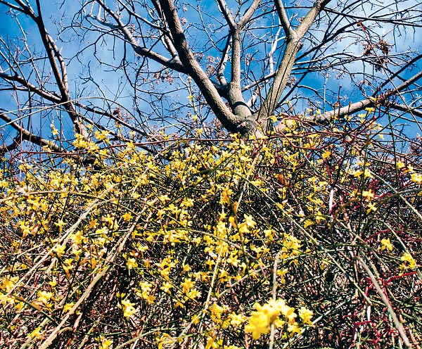A meleg januárban már virágzik a téli jázmin, amelyet a levirágzás után kell metszeni