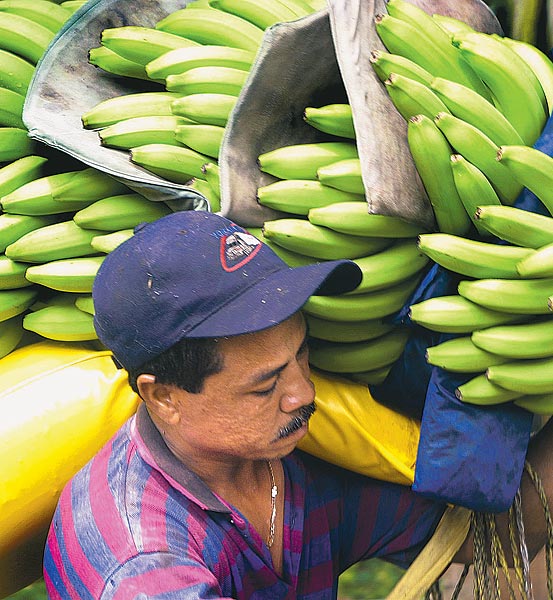 Betakarítás Panama fõ banántermelõ vidékén