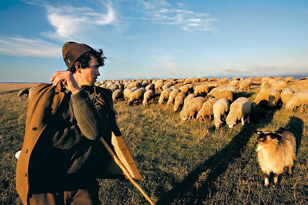A legjobb brinzát a román pásztorok a havasi karámokban készítik