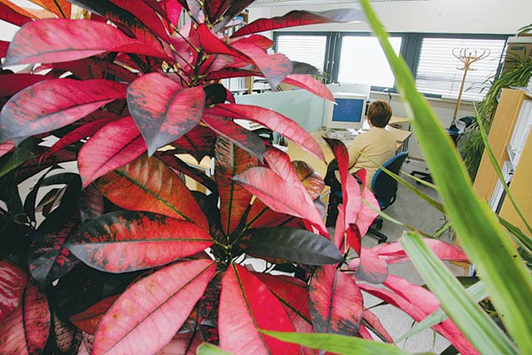 Skandináv munkakultúra irodai dzsungellel az Ericsson budapesti központjában