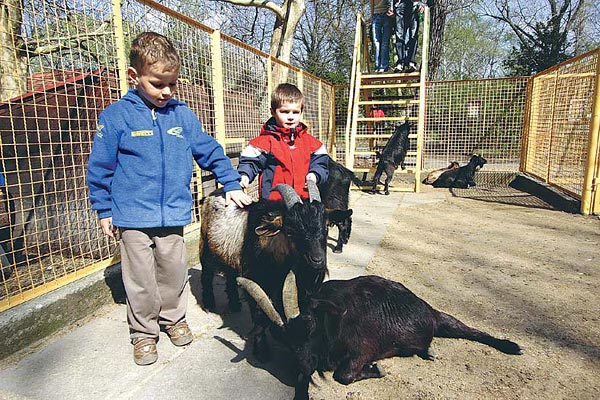 Nõtt a látogatók száma a gyõri állatkertben