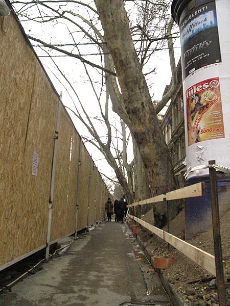 Fák a Nagymezõ utcában, 2007. január
