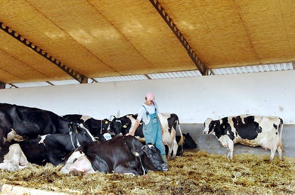 Tehenek a Dél-borsodi Agrár Kft. gerjeni istállójában