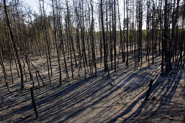 A Sárvárhoz közeli porpáci erdőben 35 hektár semmisült meg a tűzben