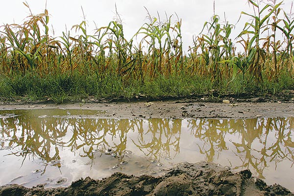 Aszály és eső utáni kukoricatábla Csömör közelében