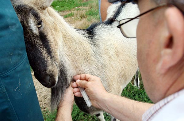 Jana István állatorvos vért vesz egy lakhegyi kecskétől