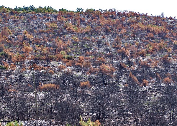 Leégett erdő Dalmáciában