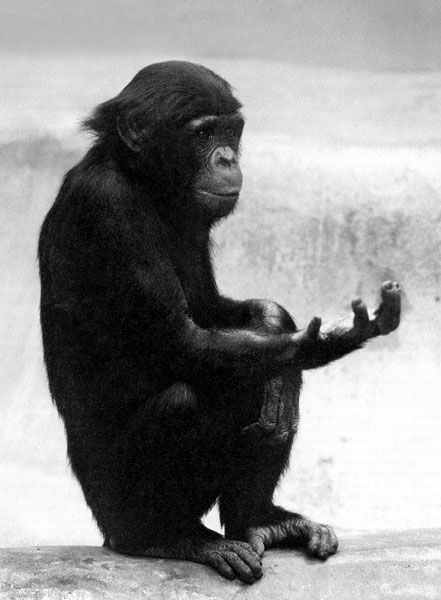 Bonobó kéznyelv