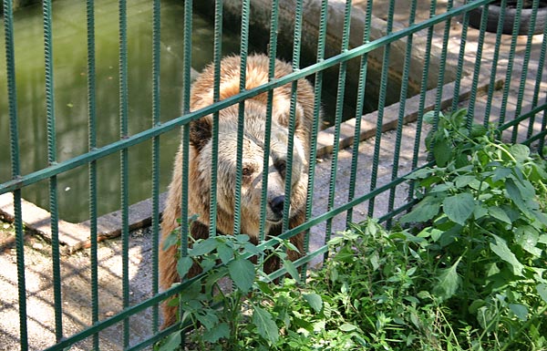 A spliti állatkert egyik medvéje