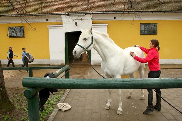 Csinosítják a lovat a Bábolna Nemzeti Ménesbirtoknál